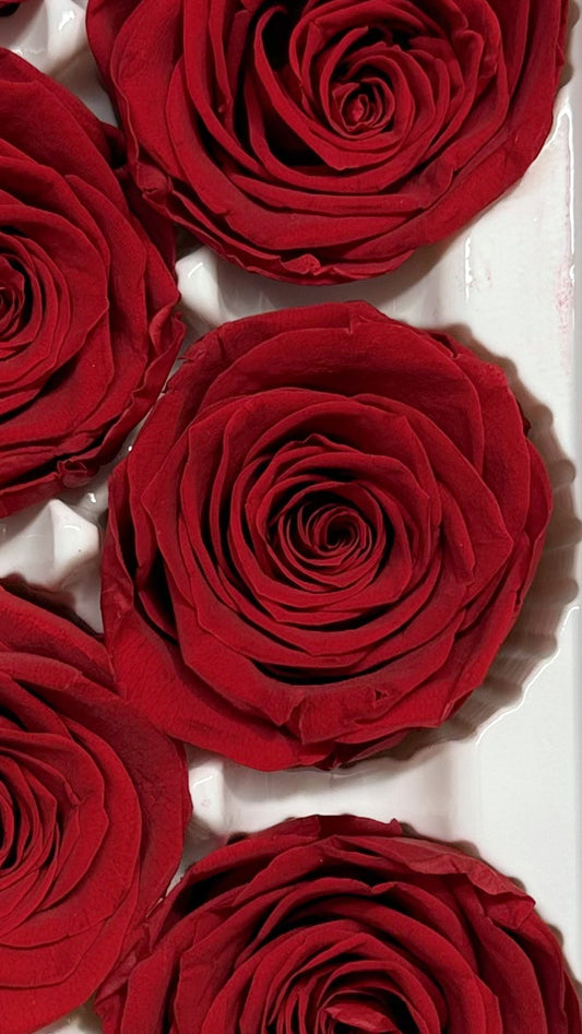 Preserved Red Roses 5-6cm (6 pack)