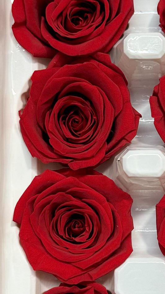 Preserved Red Roses 3-4cm (10 pack)